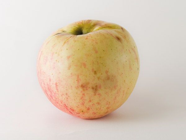Manzana para sidra: Goikoetxe