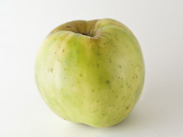 Manzana sidrera muy ácida, pero también tiene su punto amargo y dulce: Txalaka
