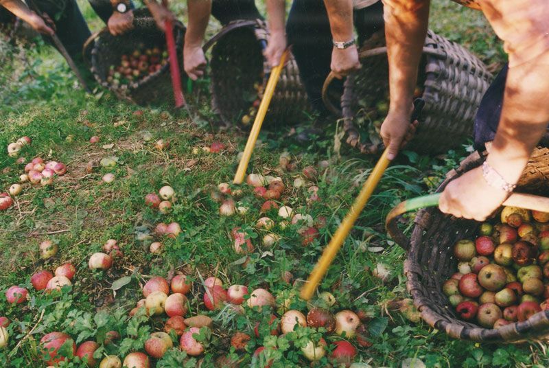 Harvesting cider apples at Petritegi