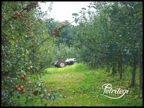 Nueva cosecha de manzana en Petritegi